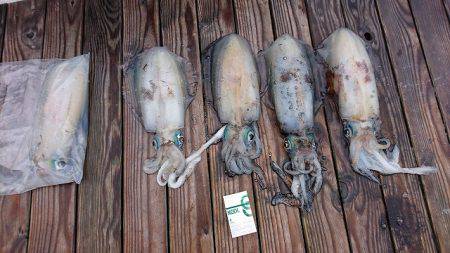 フィッシングボートACE(エース) 釣果