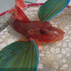 フィッシングボートACE(エース) 釣果