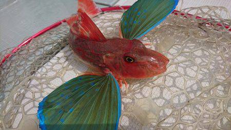 フィッシングボートACE(エース) 釣果