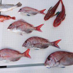 フィッシングボートACE(エース) 釣果