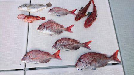 フィッシングボートACE（エース） 釣果