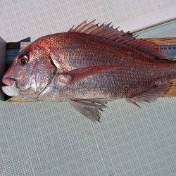 フィッシングボートACE（エース） 釣果