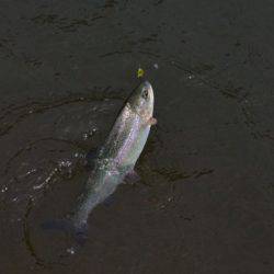 フィッシングエリア帝釈 釣果