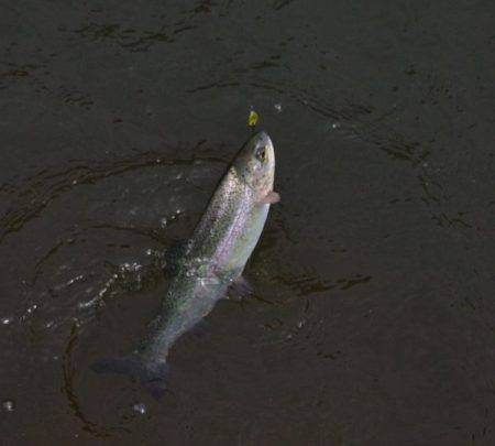 フィッシングエリア帝釈 釣果