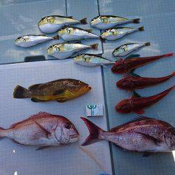 フィッシングボートACE（エース） 釣果