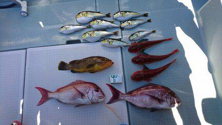 フィッシングボートACE（エース） 釣果