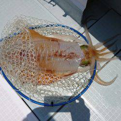 フィッシングボートACE（エース） 釣果