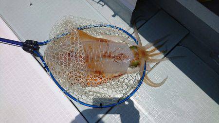 フィッシングボートACE（エース） 釣果