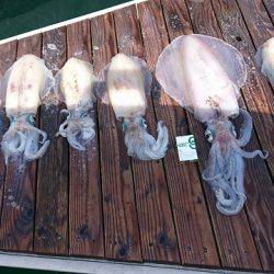 フィッシングボートACE（エース） 釣果