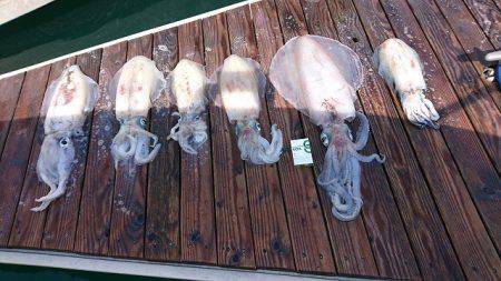 フィッシングボートACE（エース） 釣果