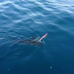 フィッシングボートACE(エース) 釣果