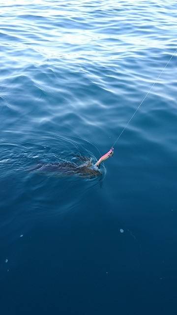 フィッシングボートACE(エース) 釣果