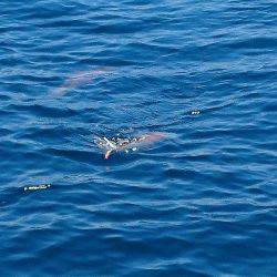 フィッシングボートACE(エース) 釣果