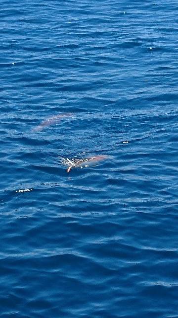 フィッシングボートACE(エース) 釣果