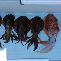 フィッシングボートACE(エース) 釣果