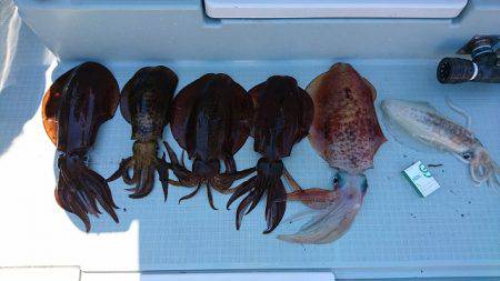 フィッシングボートACE(エース) 釣果