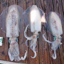 フィッシングボートACE(エース) 釣果