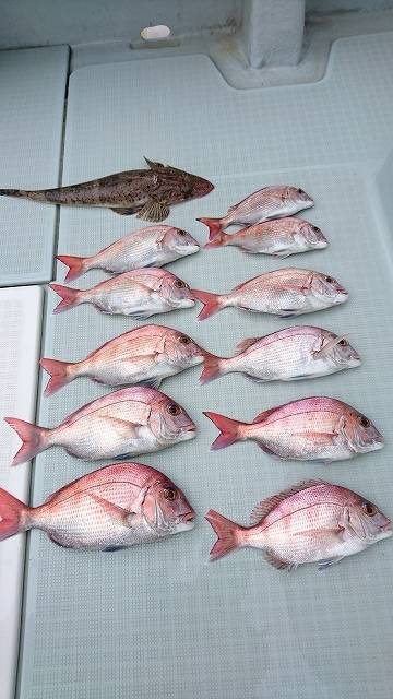 フィッシングボートACE（エース） 釣果