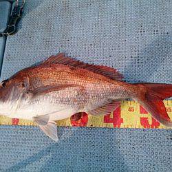 第二常豊丸 釣果