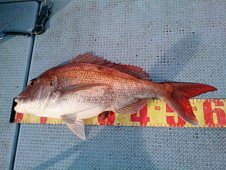 第二常豊丸 釣果