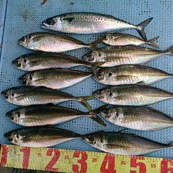 第二常豊丸 釣果