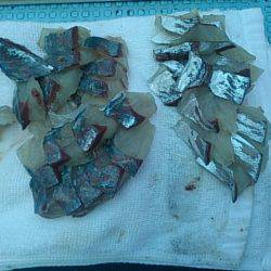 第二常豊丸 釣果