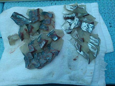 第二常豊丸 釣果