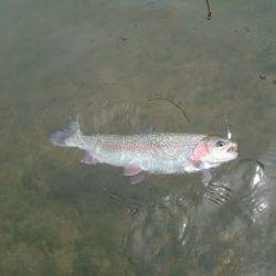 フィッシングエリア帝釈 釣果