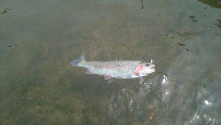 フィッシングエリア帝釈 釣果