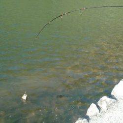 フィッシングエリア帝釈 釣果