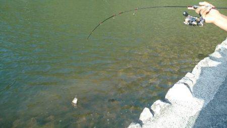 フィッシングエリア帝釈 釣果