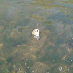 フィッシングエリア帝釈 釣果