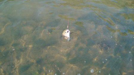 フィッシングエリア帝釈 釣果