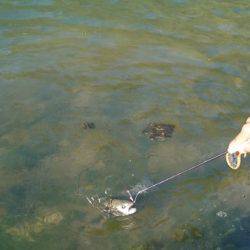 フィッシングエリア帝釈 釣果