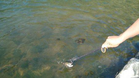 フィッシングエリア帝釈 釣果