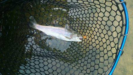 フィッシングエリア帝釈 釣果