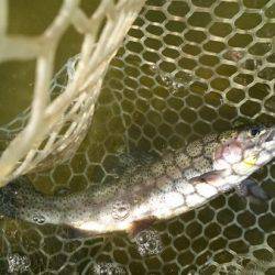 フィッシングエリア帝釈 釣果