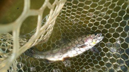 フィッシングエリア帝釈 釣果