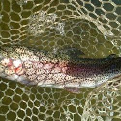 フィッシングエリア帝釈 釣果