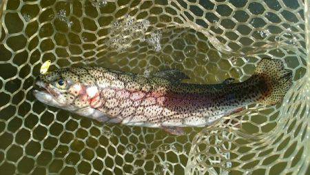 フィッシングエリア帝釈 釣果