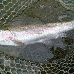 フィッシングエリア帝釈 釣果