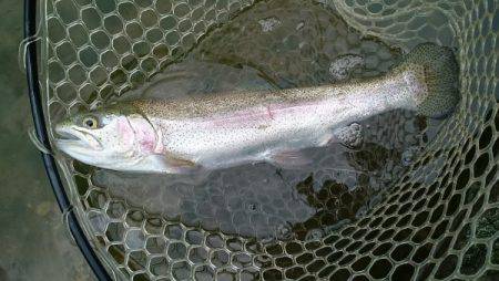 フィッシングエリア帝釈 釣果