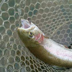 フィッシングエリア帝釈 釣果