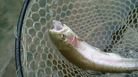 フィッシングエリア帝釈 釣果