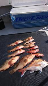 武士(SAMURAI) 釣果