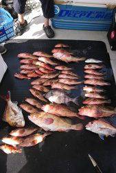 武士(SAMURAI) 釣果