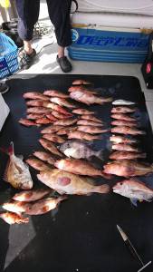 武士(SAMURAI) 釣果