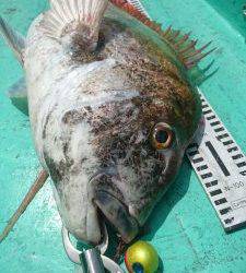 愛海丸 釣果