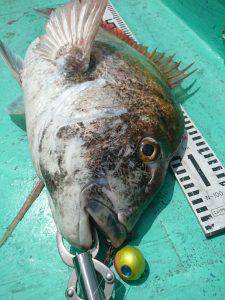 愛海丸 釣果