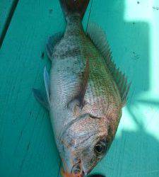 愛海丸 釣果